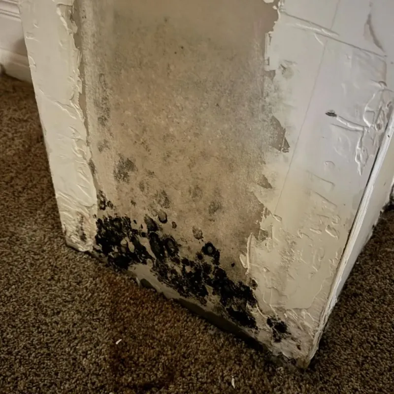 Professional Mold Removal in North Bibb, AL